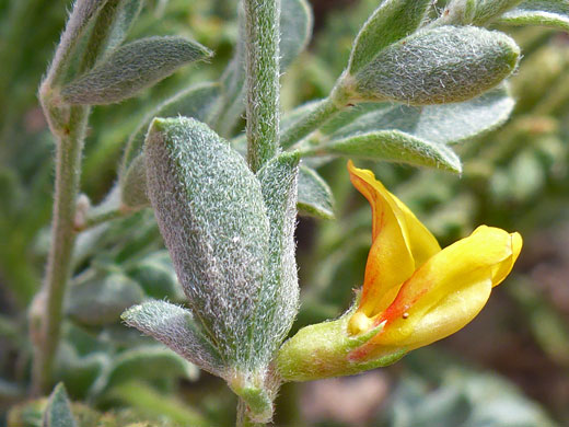 Silky Deerweed; Acmispon procumbens var jepsonii (silky deerweed), Horseshoe Meadows Road, Sierra Nevada, California