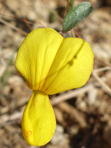 Yellow flower