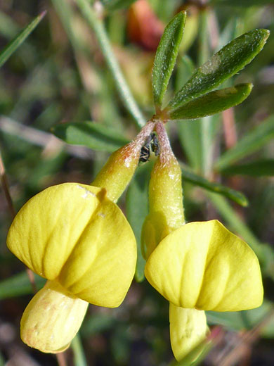 Utah Bird's-Foot Trefoil