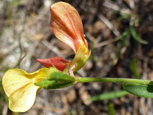 Orange-yellow flowers