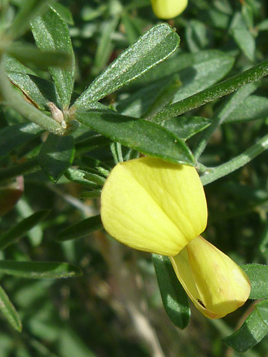 Wright's Deervetch; Wright's deervetch (acmispon wrightii), in Bandelier National Monument, New Mexico