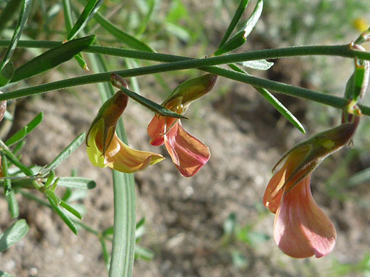 Stems and bracts