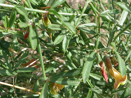 Wright's Deervetch