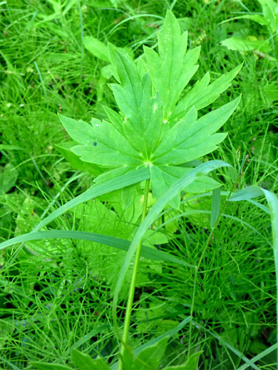 Columbian Monkshood