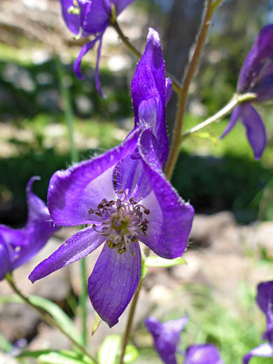 Center of a flower
