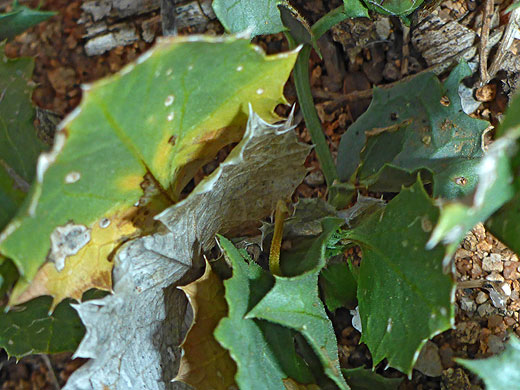 Desert Holly