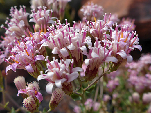 Brownfoot; Acourtia wrightii near Theodore Roosevelt Lake, Arizona