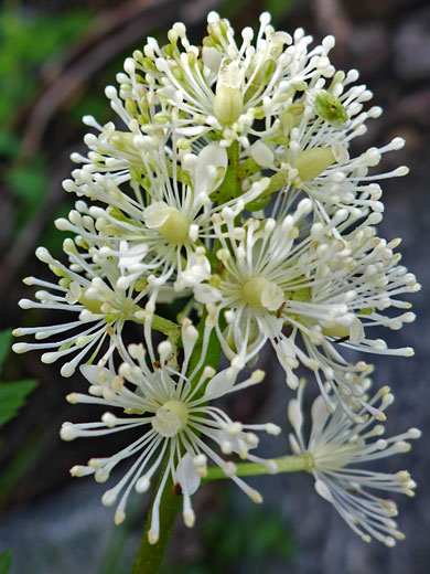 Baneberry; Baneberry (actaea rubra), Bishops Pass Trail, Sierra Nevada, California