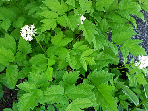 Baneberry