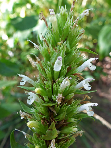 New Mexico Giant Hyssop; New Mexico giant hyssop (agastache pallidiflora), West Fork of Oak Creek, Sedona, Arizona