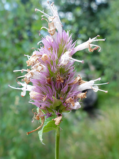 Horsemint Giant Hyssop; Agastache urticifolia, Two Ocean Lake Trail, Grand Teton National Park, Wyoming