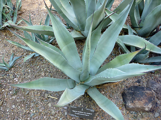 Agave asperrima, rough agave