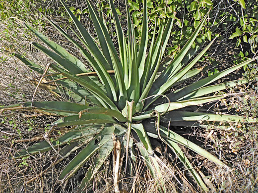 Mature plant