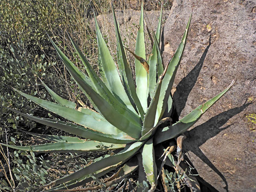 Plant by a boulder