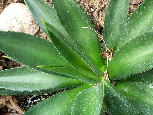 False sisal, agave decipiens