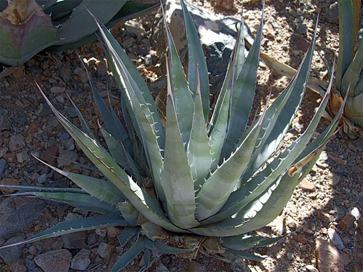 Agave deserti