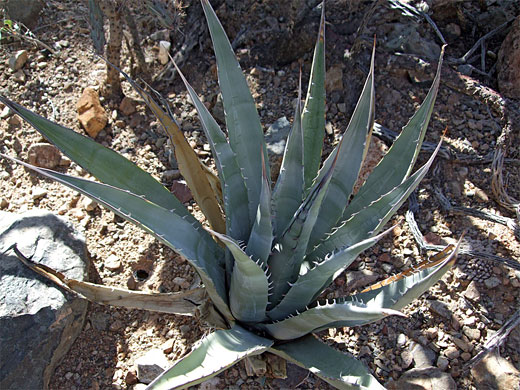 Spiny leaves of the desert agave