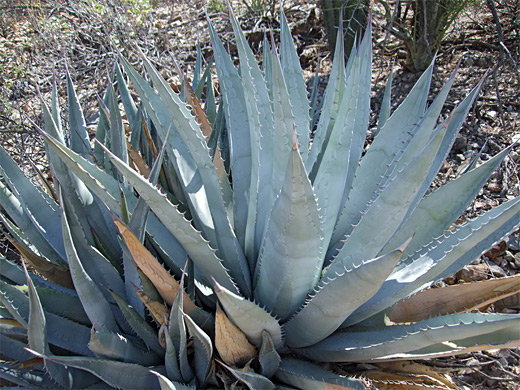 Agave deserti, or desert agave