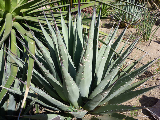 Agave gracilipes, slim-footed agave