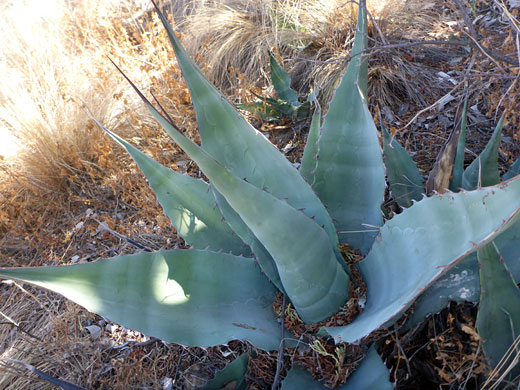 Bluish-gray leaves