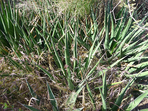 Agave lechuguilla, shin dagger