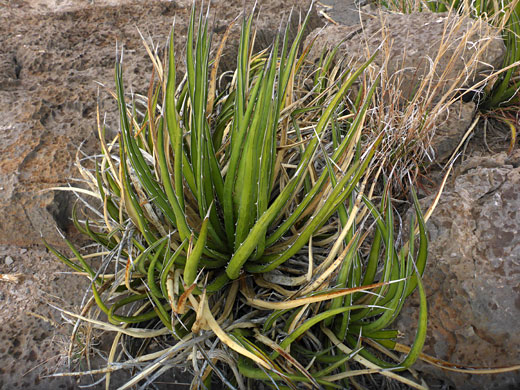 Clustered leaves