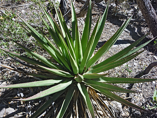 Palmer's agave; agave palmeri