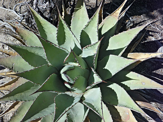 Parry's agave - agave parryi