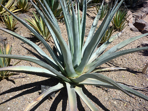 Agave phillipsiana, or Grand Canyon agave