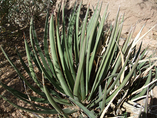 Agave schottii, Schott's agave