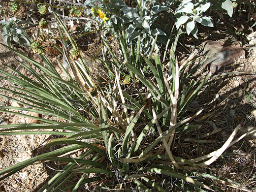 Untidy cluster of Schott's agave