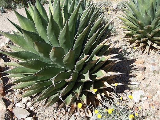 Shaw's agave - globular rosette