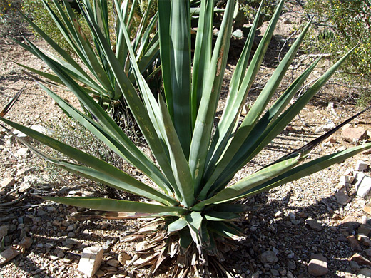 Sisal, agave sisalana