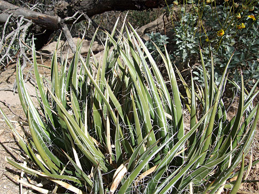 Agave toumeyana