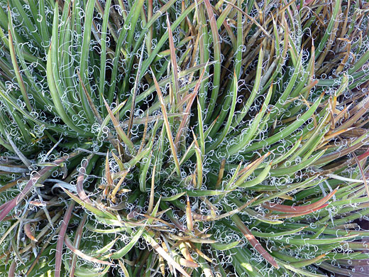 Agave toumeyana var bella