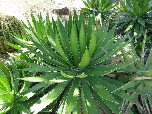 Agave univittata, McKelvey's agave