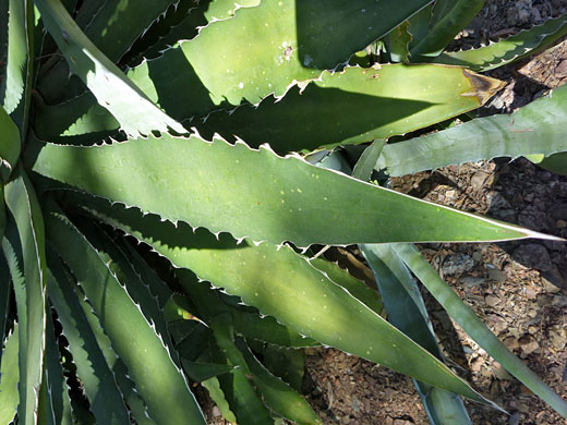 Leaf teeth