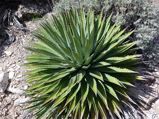 Utah agave