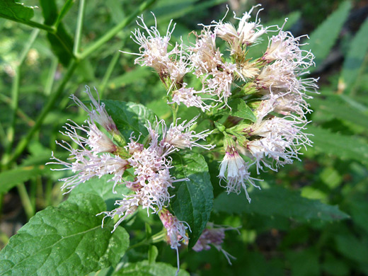 Western Snakeroot; Pinkish-white flowerheads - ageratina occidentalis near Lake Tahoe, California