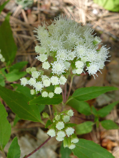 Flower cluster