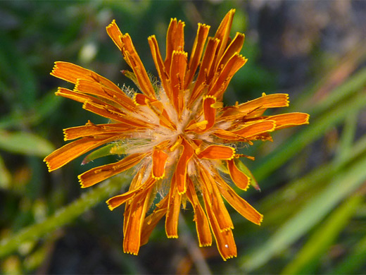 Orange Agoseris; Orange petals with yellow edges - orange agoseris (agoseris aurantiaca), Yellowstone National Park