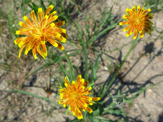 Orange Agoseris