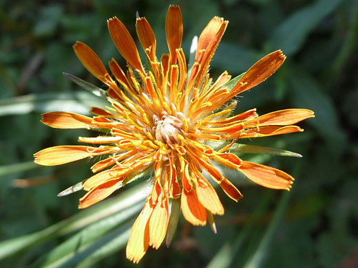 Flower starting to wither