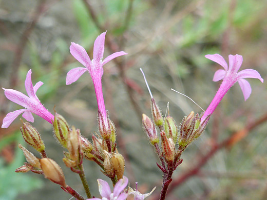 Hayden's Gilia; Tubular, pink, five-lobed flowers of aliciella haydenii, Knife Edge Trail, Mesa Verde National Park, Colorado