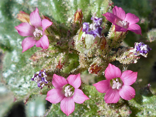 Broad-Leaved Gilia; Four open flowers; aliciella latifolia, Grapevine Springs, Death Valley National Park, California