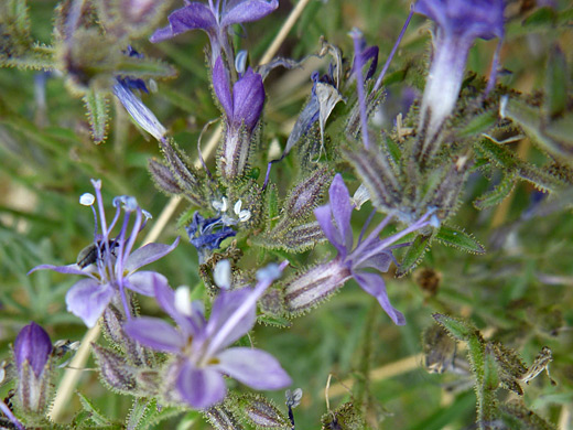 Sticky Gilia; Blue-purple flowers of sticky gilia (aliciella pinnatifida), along the Mosca Pass Trail, Great Sand Dunes National Park, Colorado