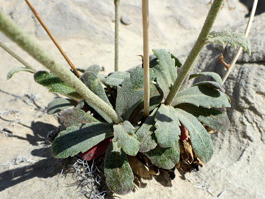 Basal leaf rosette