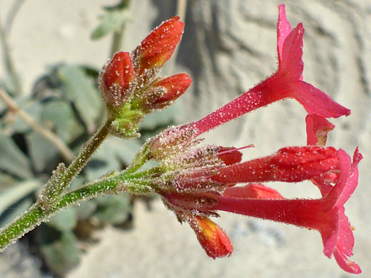 Glandular calyces