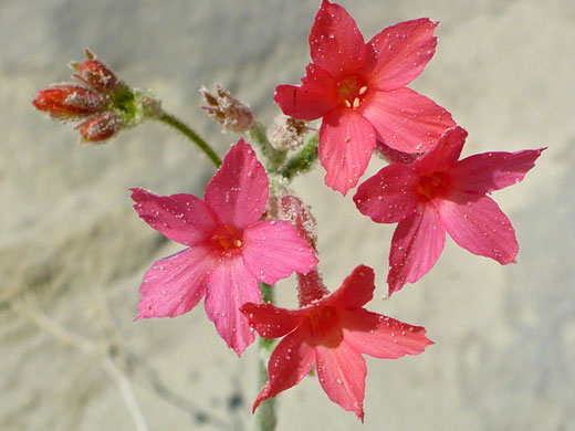Small cluster