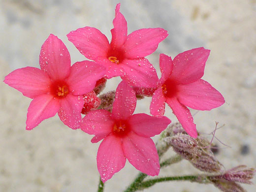 Four flowers